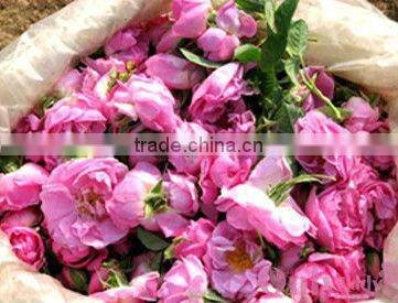 EC100 essential oil extraction equipment hot sale