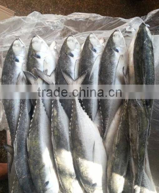 canned fish of jack mackerel