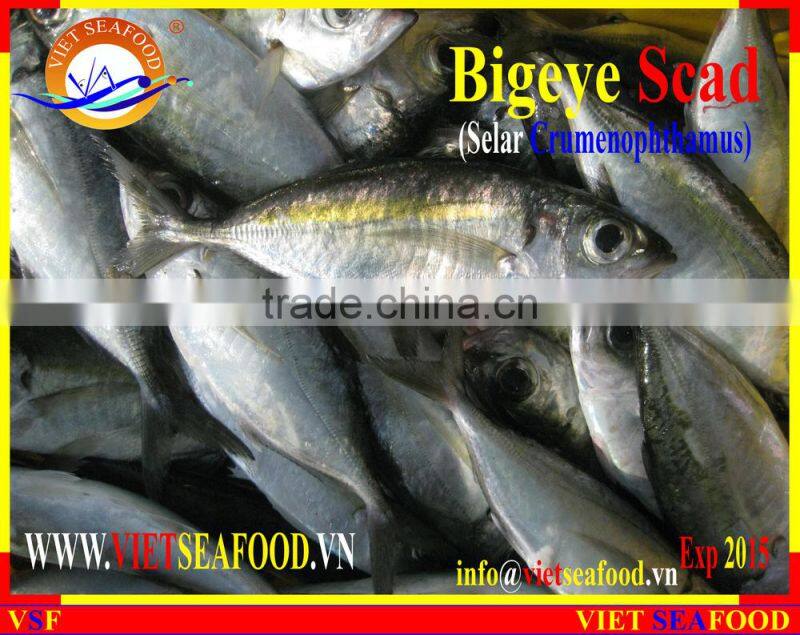 FROZEN BIGEYE SCAD WHOLE ROUND