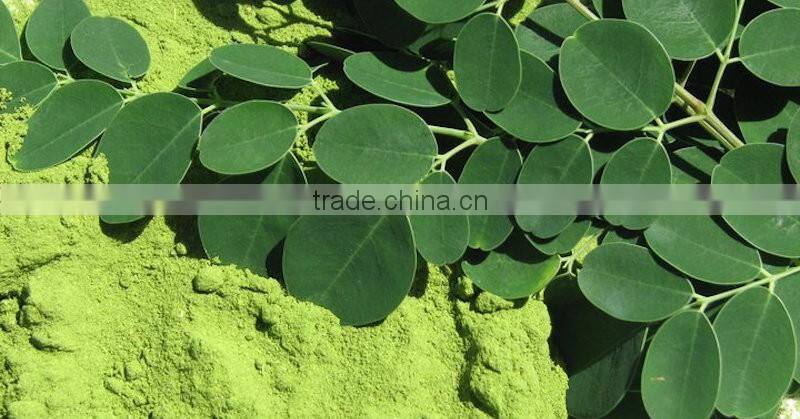 Superior Quality Moringa Leaf Powder Manufacturer