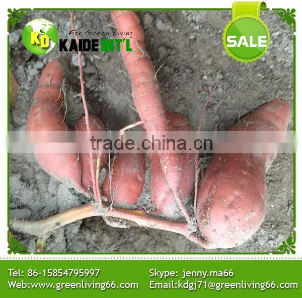 Supply Fresh Sweet Potato WITH HIGH QUALITY AND COMPETITIVE PRICE