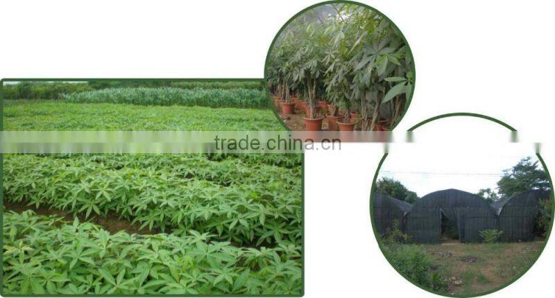 80cm pachira five Braided tree birng luck pachira houseplant bonsai