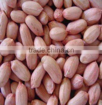 luhua blanched peanut price from China