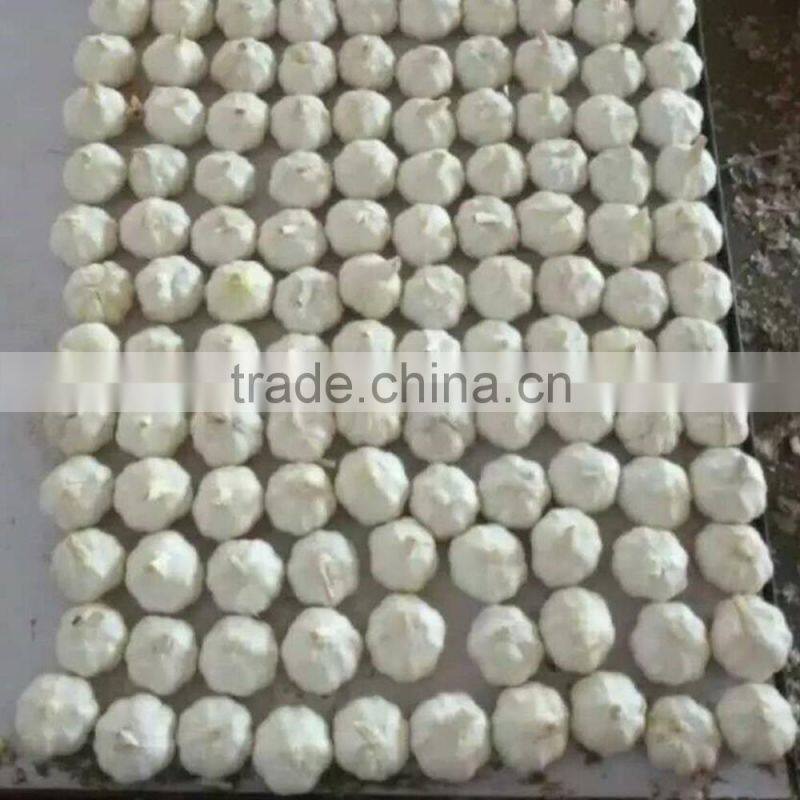 2016 New Crop Factory Supplier Normal White And Pure White Garlic for Indonesia, Malaysia, Thailand from China Factory