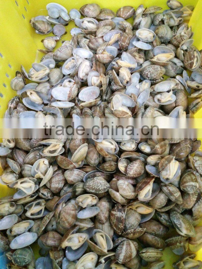 COOKED AND FROZEN SHORT NECKED CLAM