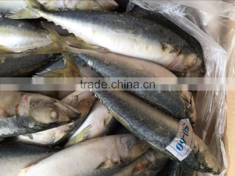 Whole Round Pacific Mackerel On Sale