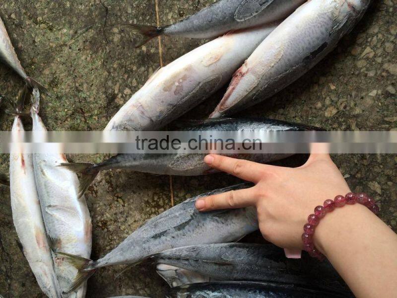 new landing 300-400g mackerel winter fish
