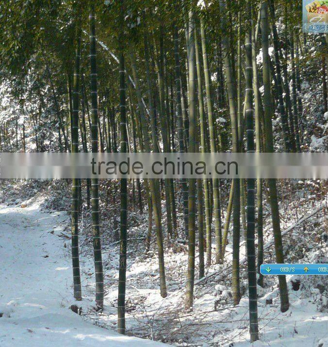 Chinese Factory Durable Ourtdoor Strand Woven