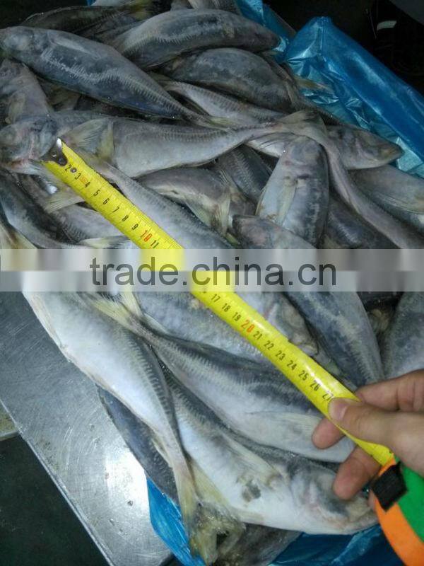 A grade HORSE MACKEREL