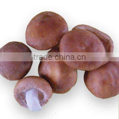 Canned Shitake Mushroom