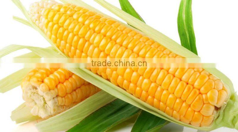 Vietnam Yellow Maize