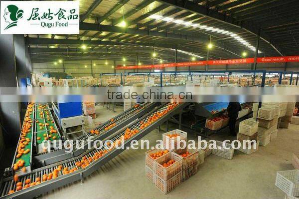 2016 New crop fresh mandarin orange price