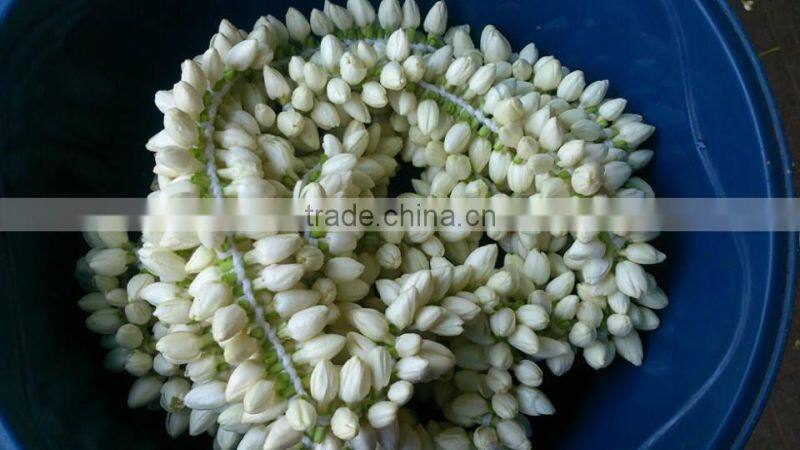 Fresh Jasmine Flower Exporter for / Importers in Malaysia / Singapore / Dubai / Canada / USA/ Uk / France / Germany