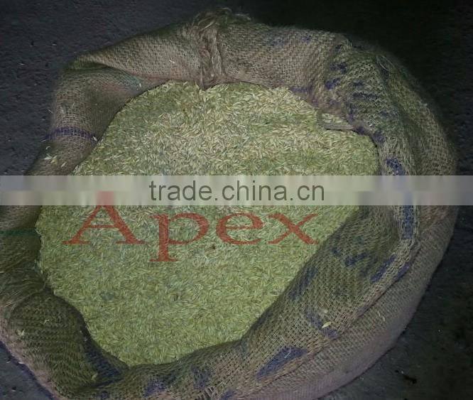 Barley for malt / Barley seeds / Hordeum vulgare / Malt grade Barley