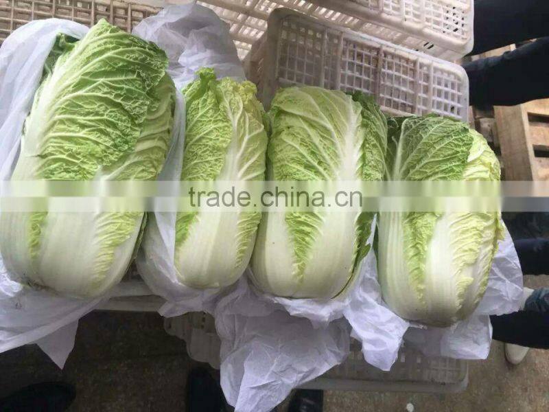 Chinese Big White Cabbage