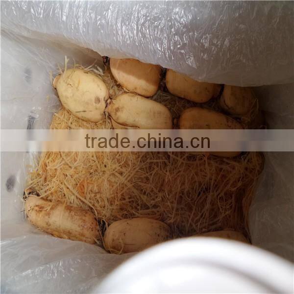 Fresh root of Lotus/ Lotus root whole or sliced