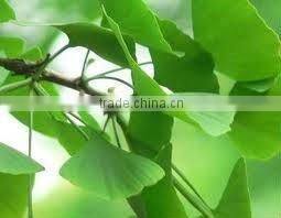 BNP Supplies Best Quality Ginkgo Biloba Extract Powder Capsule