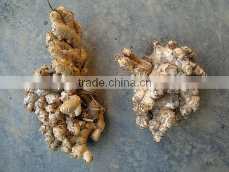 2014 CROP FRESH GINGER FROM VIETNAM