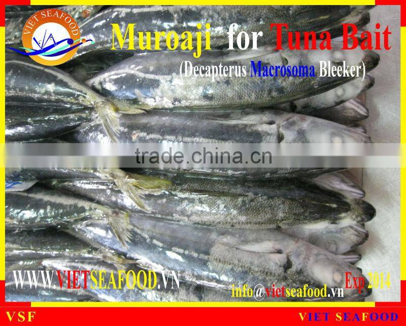 FROZEN MUROAJI FOR TUNA BAIT
