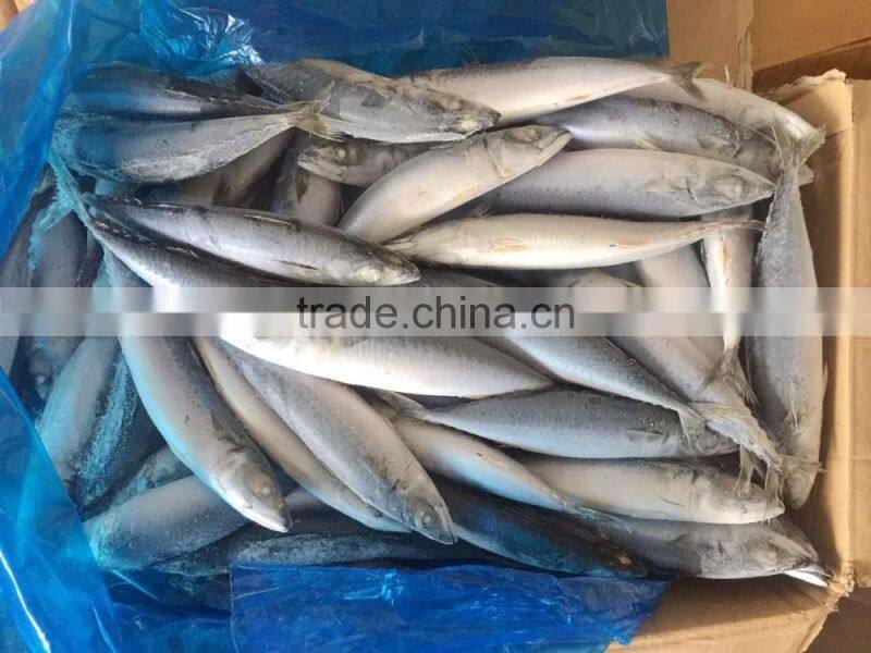 best price frozen mackerel fish