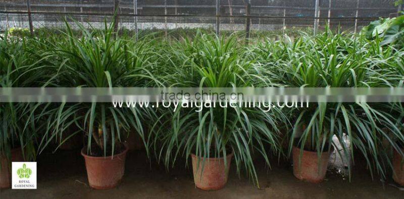 Dracaena Draco,Dracaena angustifolia indoor plants