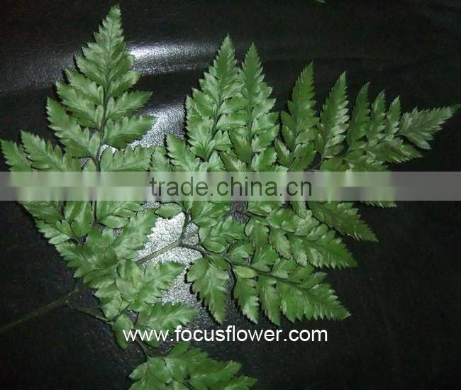 Fresh Cut Flower Buyer Fern Fresh Cut From Kunming Flower Exporter Fresh Cut Fern