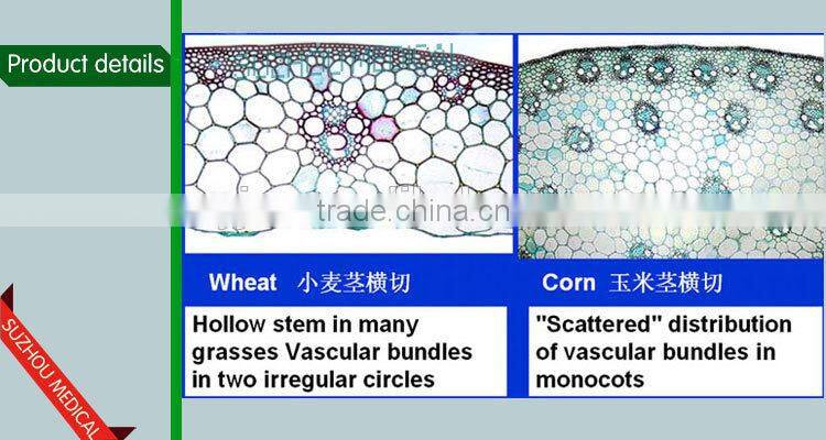 Zea stem TS Corn stem prepared slides