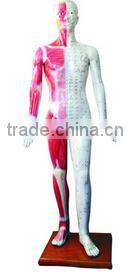 Human acupuncture model 100% factory