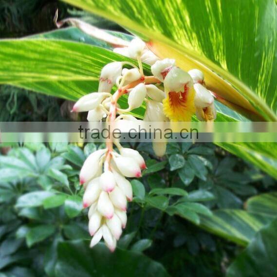 2015 New Alpinia galangal hottest products on the market