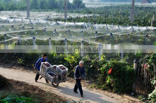 2014 hot sale hdpe anti bird protection net