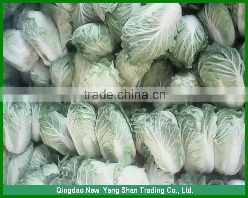 (HOT)Fresh cabbage is the most popular