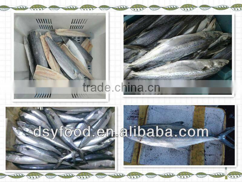 Frozen good quality pacific mackerel fillet
