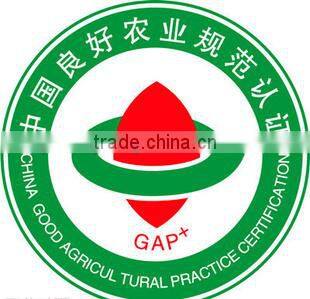 China Fresh ginger and Garlic for Brazil and Amerca