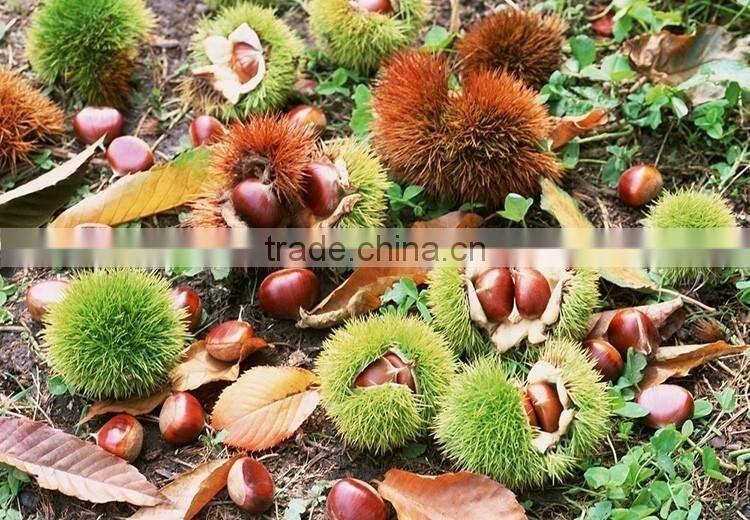 2016 raw fresh chestnuts sales Opening booking bulk chestnuts