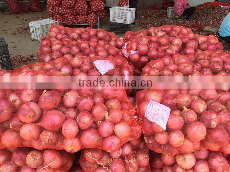 70mm size red onion in 5kg mesh bag