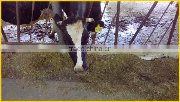 cow head-lock for dairy farm