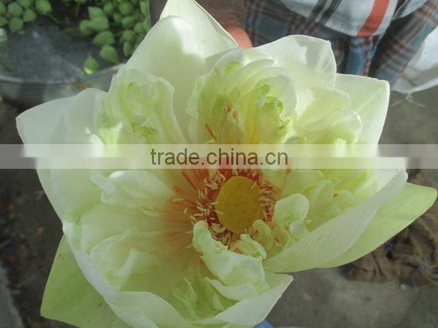 White Color fresh Cut Lotus Flower Manufacturer in India
