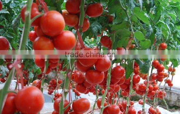 organic 70g VEGO brand sachet Tomato sauce