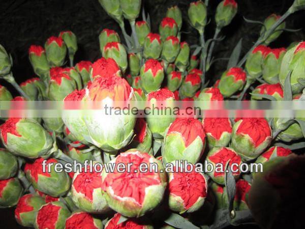 fresh cut red carnation for Mother's day