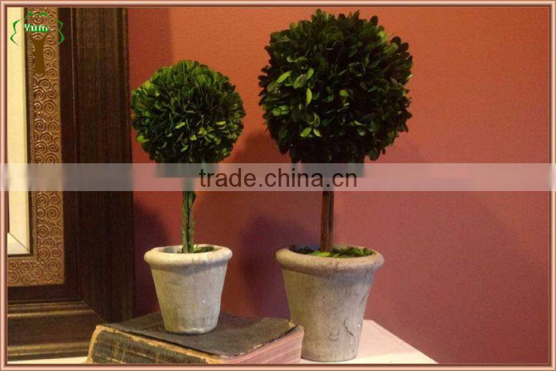 decorative single prserved boxwood ball tree