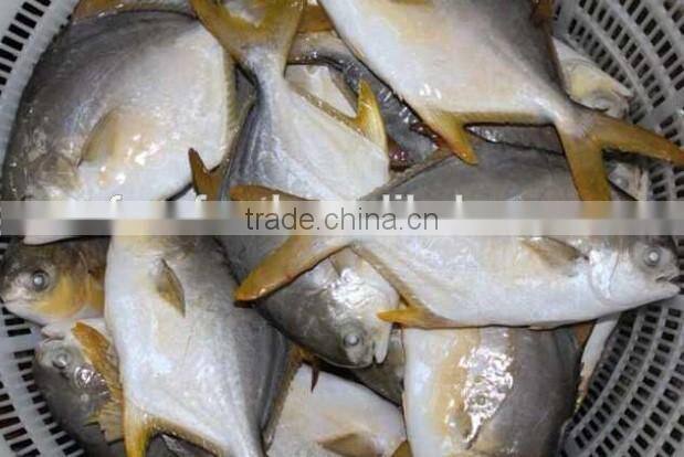 High Quality Frozen Golden Pomfret Fish