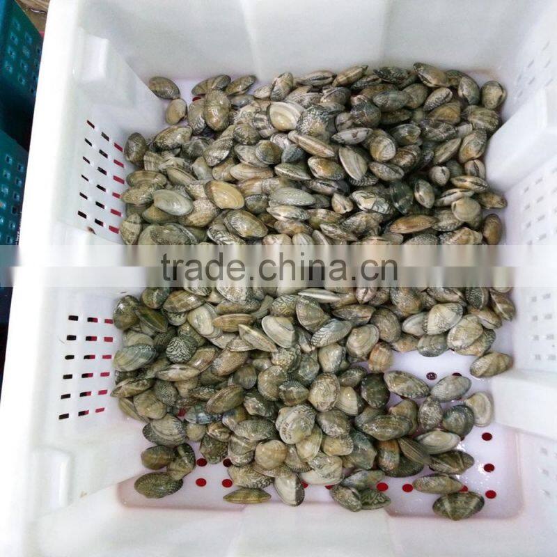 NEW SEASON FROZEN SHORT NECKED CLAM