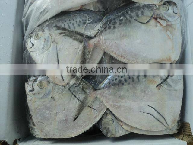 Moon Fish / Seafood / Vietnam seafood