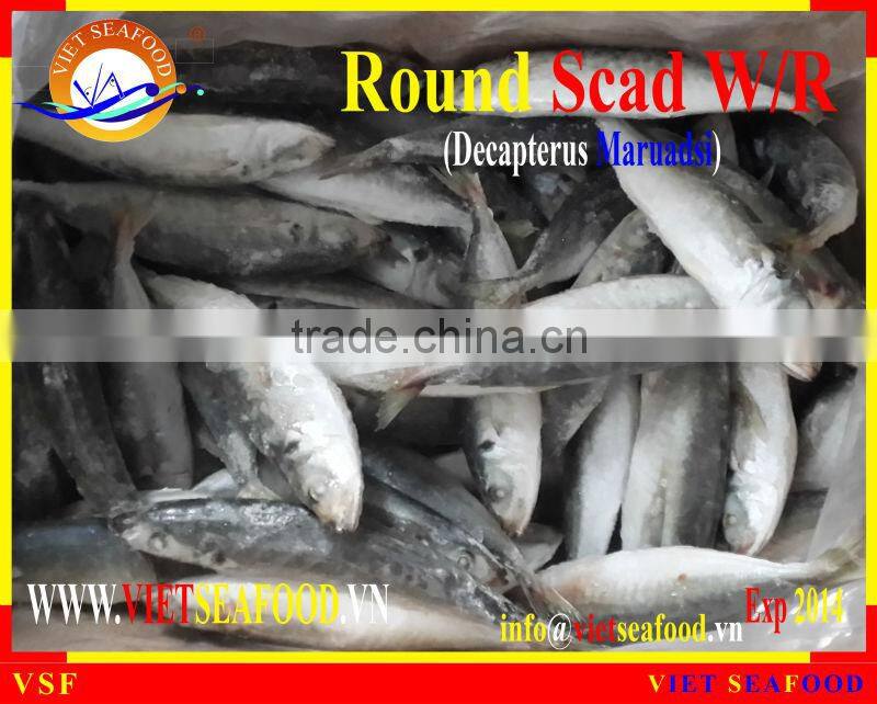 FROZEN ROUND SCAD WHOLE ROUND