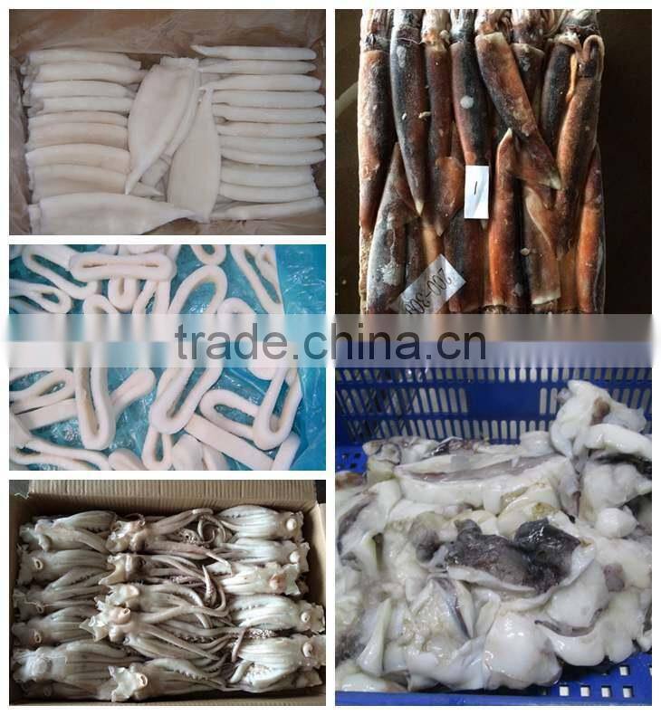 Frozen Argentina Squid