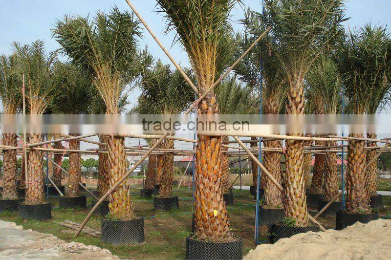 Phoenix sylvestris grown in sand
