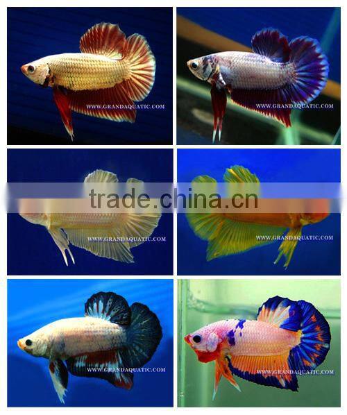 Betta Fish Farm For Sale and Aquarium Fish Exporter