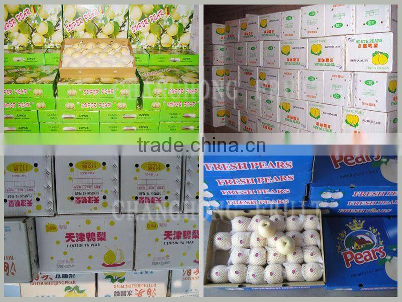 Fresh early-mature su pear supplier in China