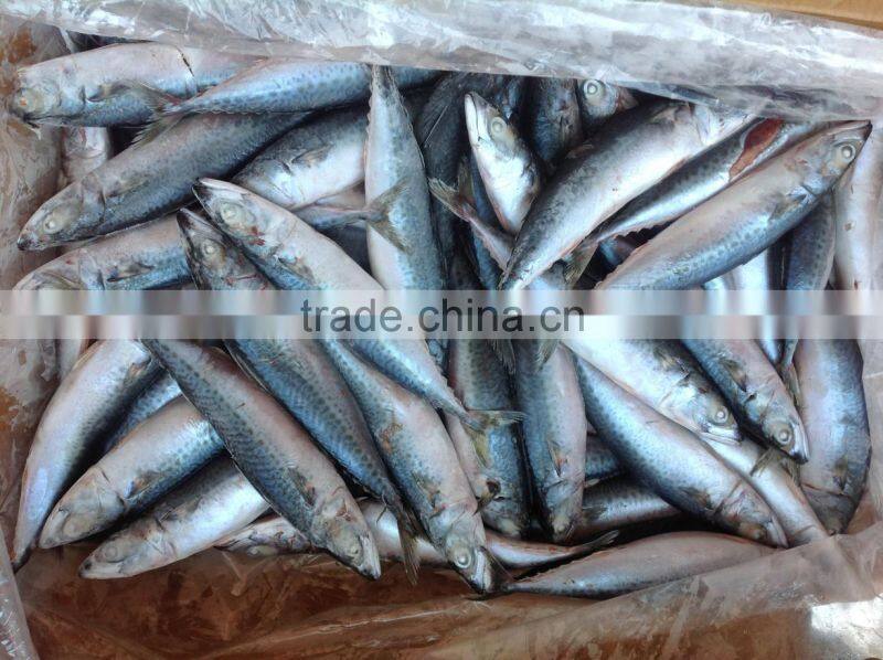 WR frozen mackerel 200-300g for sale