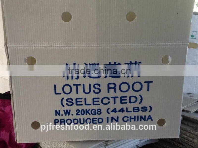 Fresh root of Lotus/ Lotus root whole or sliced